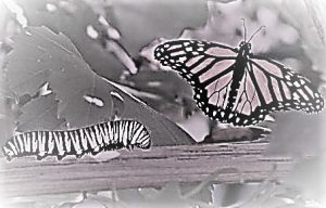 bruco-farfalla