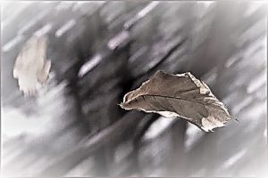 foglie-al-vento4 (2)